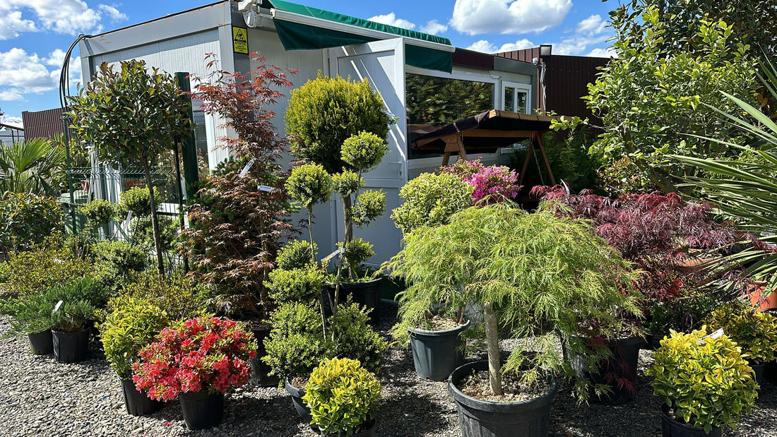 Ghid Complet pentru Alegerea Plantelor Ornamentale în Sibiu