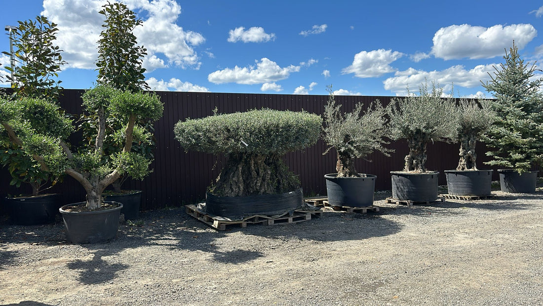 Top 5 Plante Ornamentale care Rezistă în Climatul din Sibiu