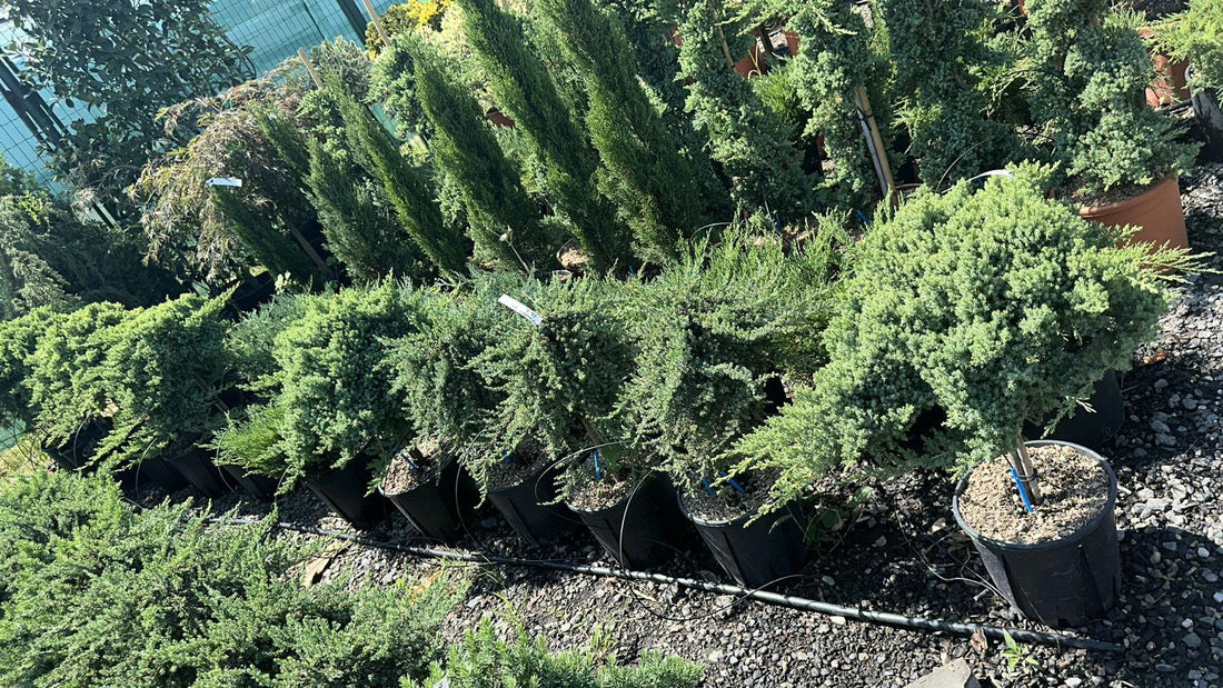 Cum Să-ți Amenajezi Grădina cu Plante Ornamentale în Sibiu: Sfaturi și Idei