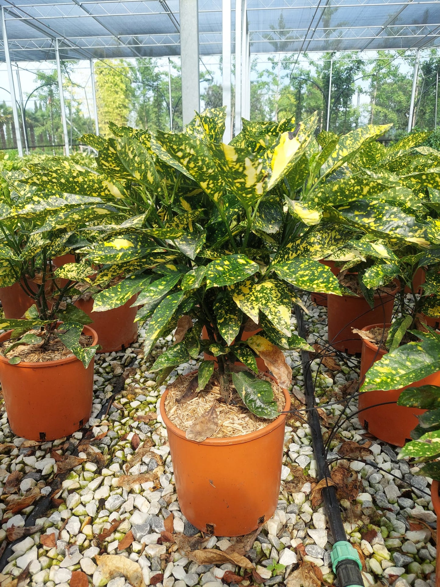 POM DE AUR JAPONEZ AUCUBA CROTONIFOLIA
