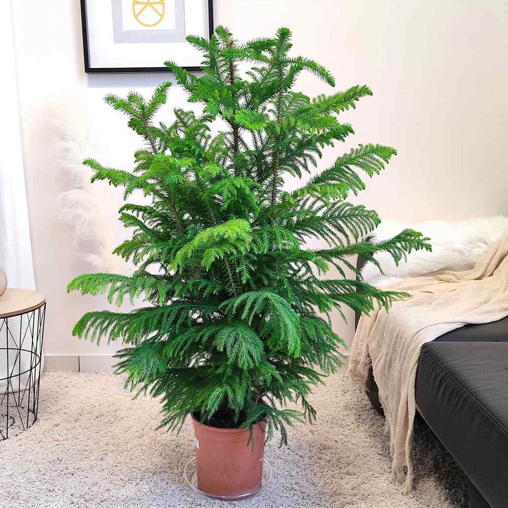 Brad de Camera (Araucaria Heterophylla) - 90 cm
