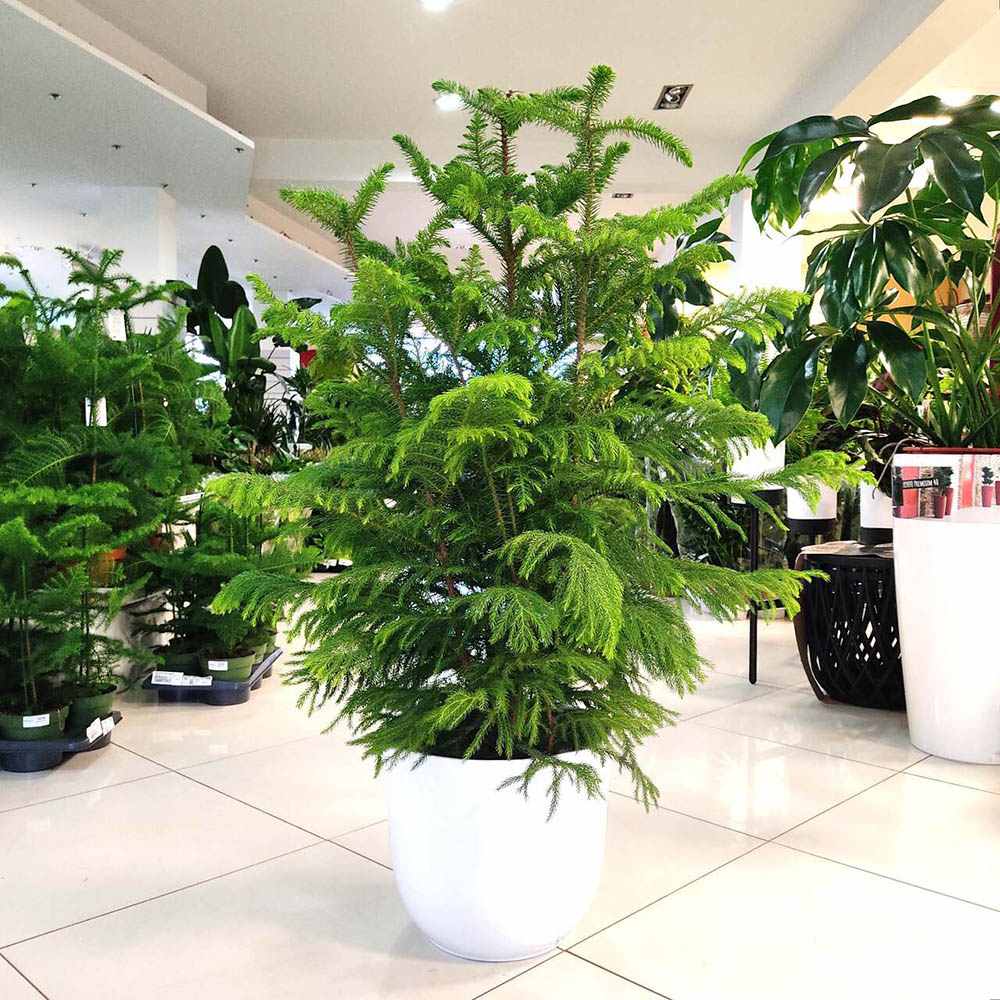 Brad de Camera (Araucaria Heterophylla) - 90 cm