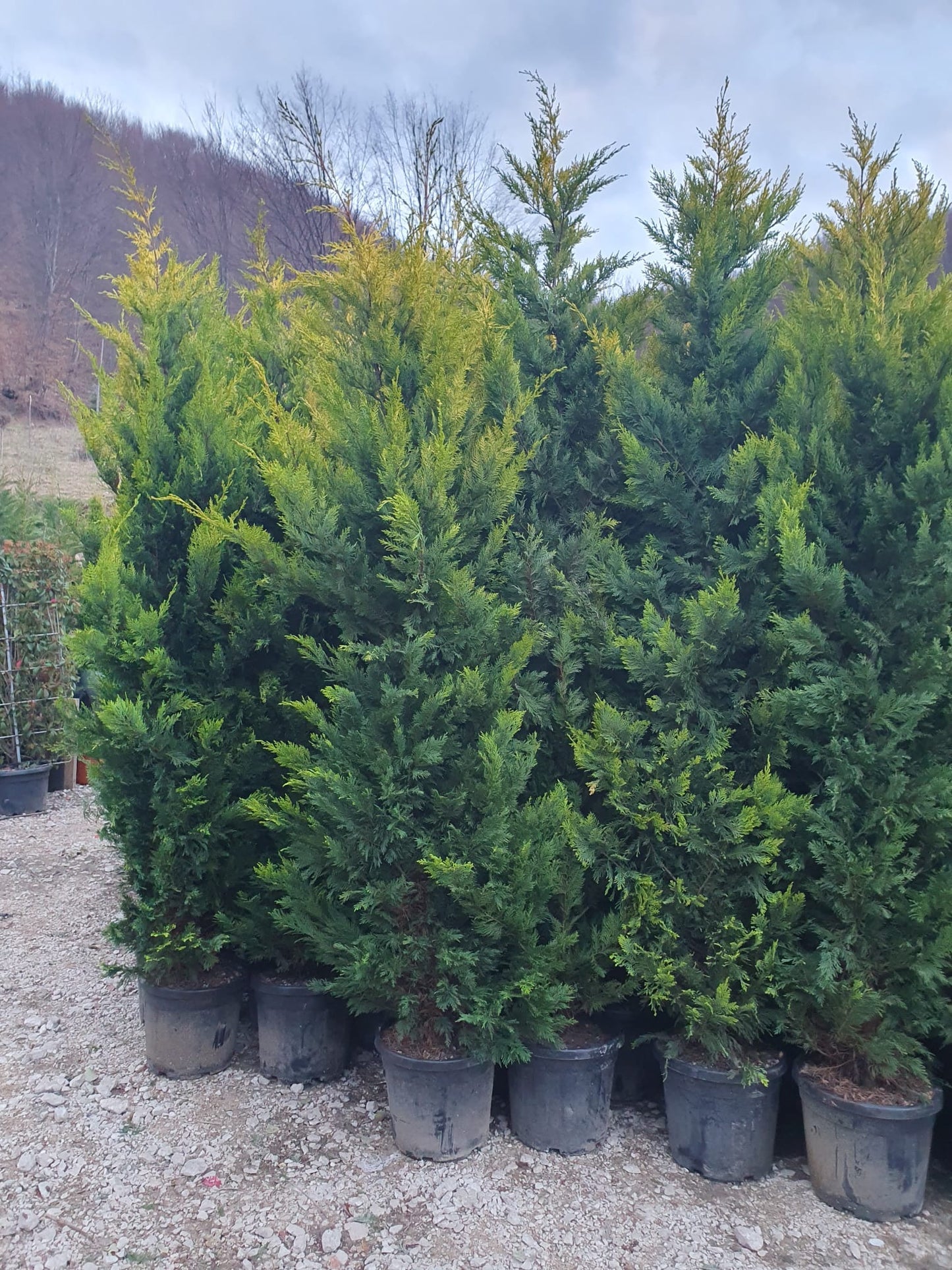 CHIPAROS LEYLANDII, gard vesnic verde