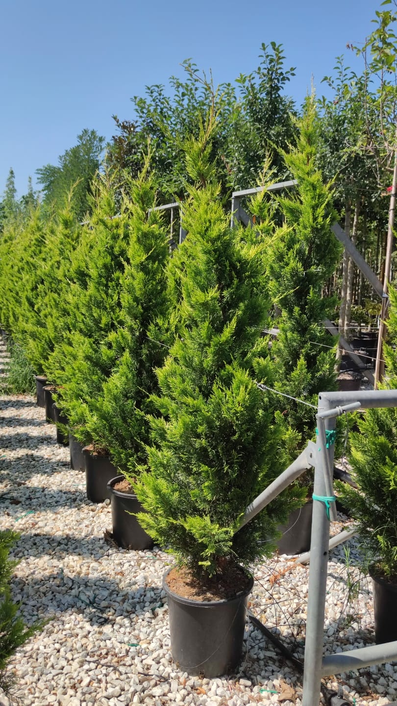 CHIPAROS LEYLANDII GOLD RIDER, gard vesnic verde-auriu
