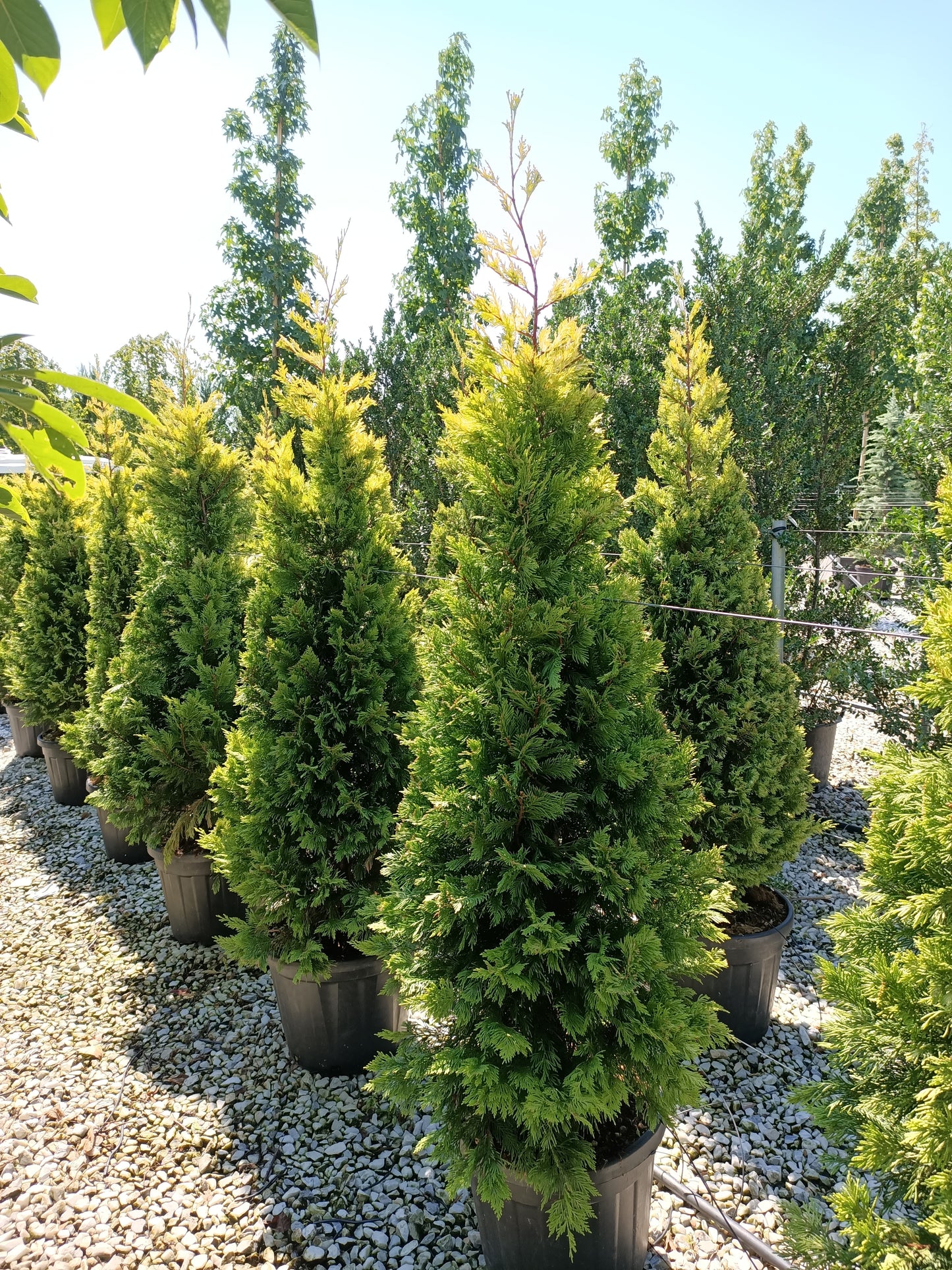 CHIPAROS LEYLANDII GOLD RIDER, gard vesnic verde-auriu