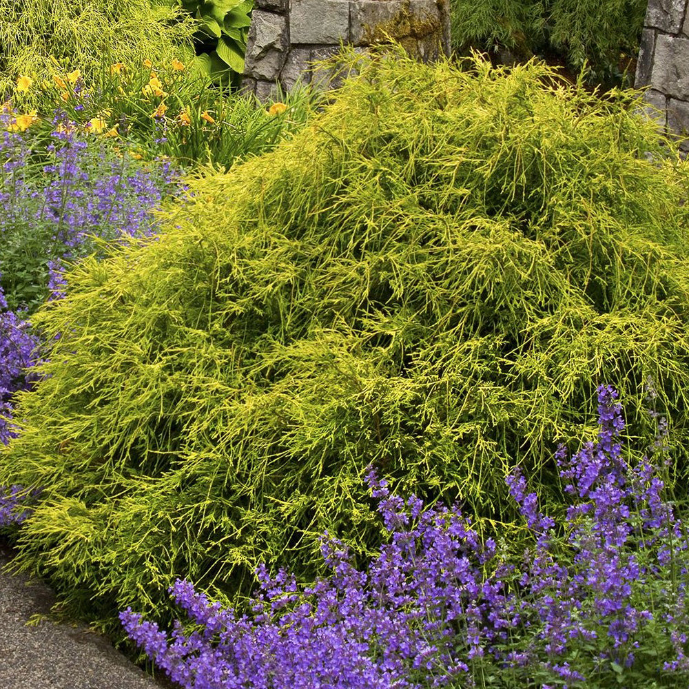 Chiparos Filifera Nana