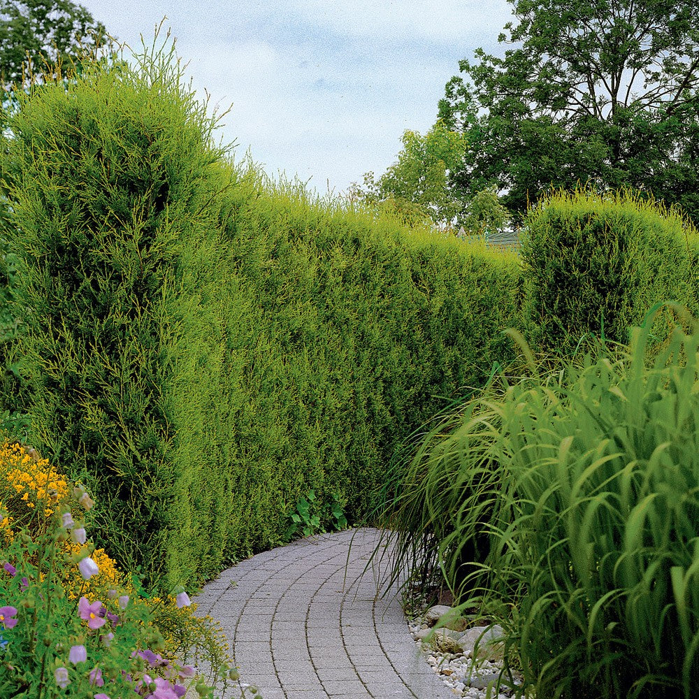 Chiparos Leylandii Pyramdialis