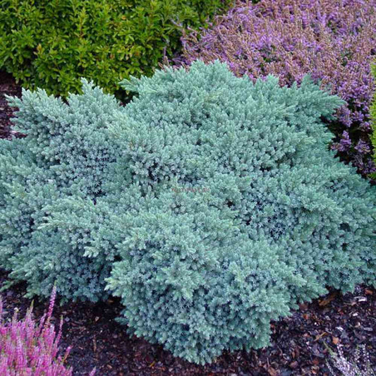 Ienupar tarator Albastru Blue Star