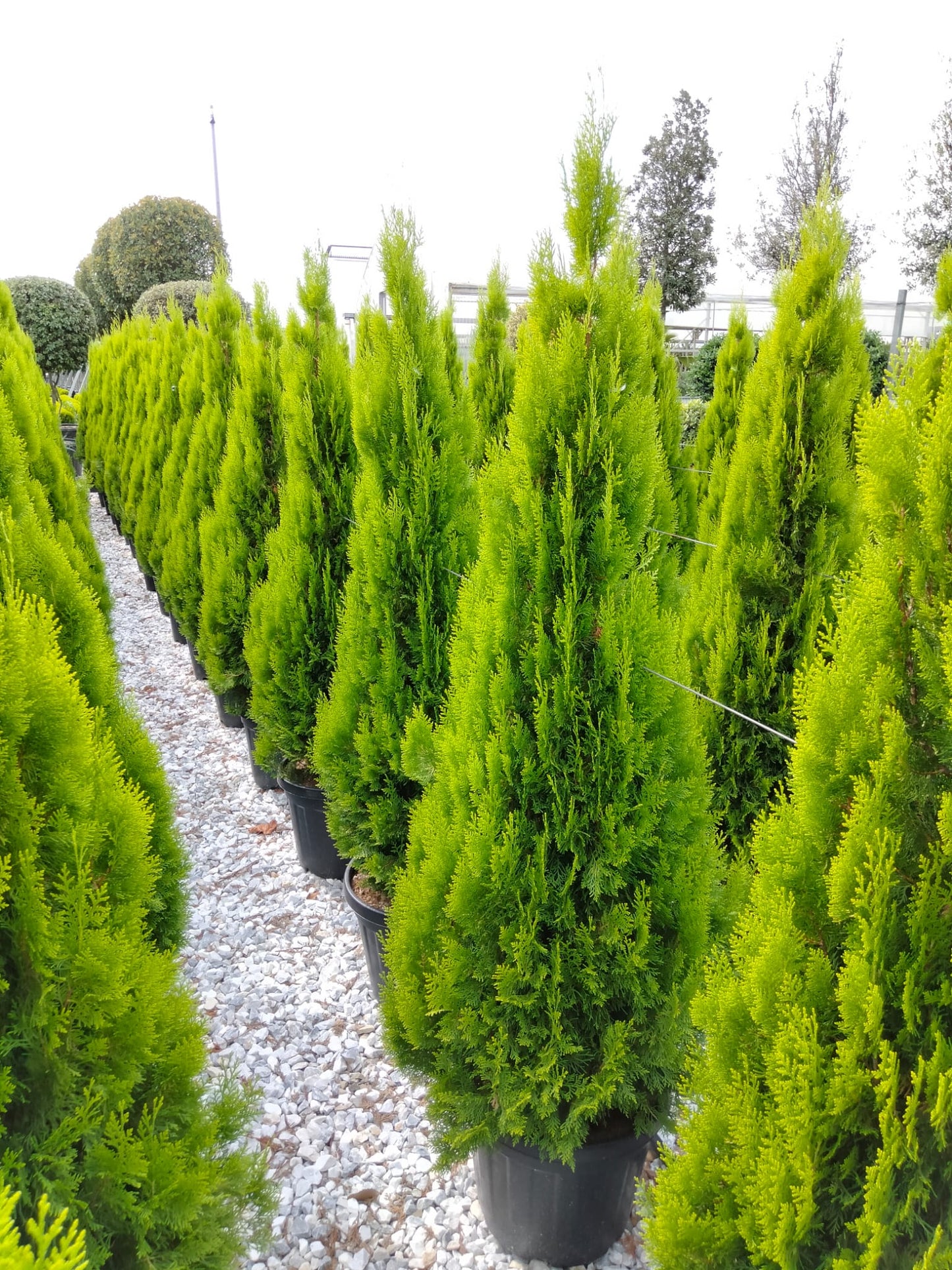 Tuia Occidentalis Smarald, gard viu vesnic verde