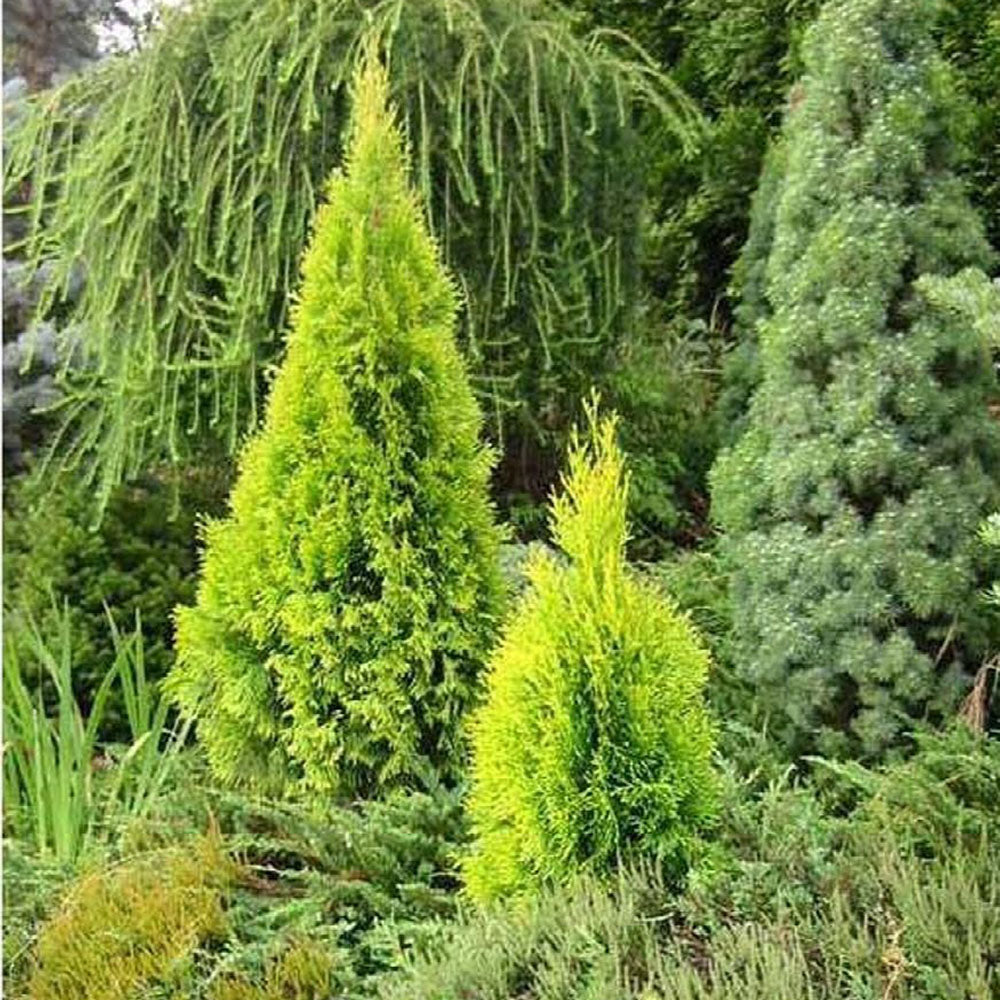 Tuia auriu 4Ever Goldy, gard viu vesnic verde