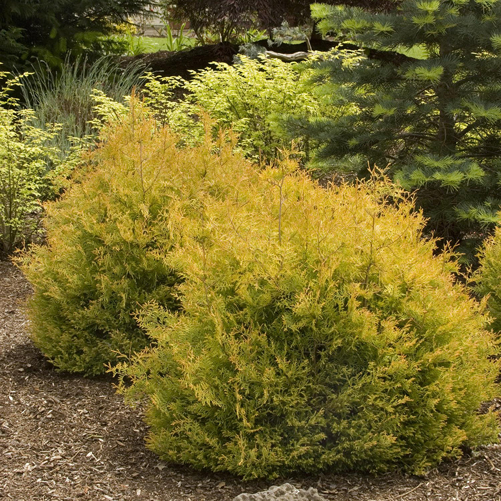 Tuia pitica Occidentalis Rheingold