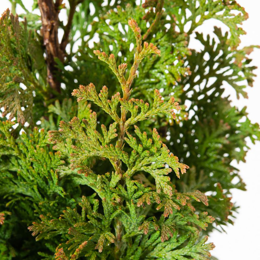 Tuia Occidentalis Degroot Spire