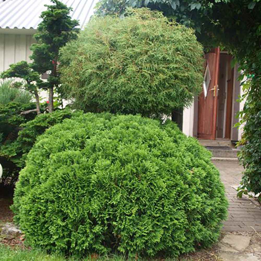 Tuia verde Danica, globular