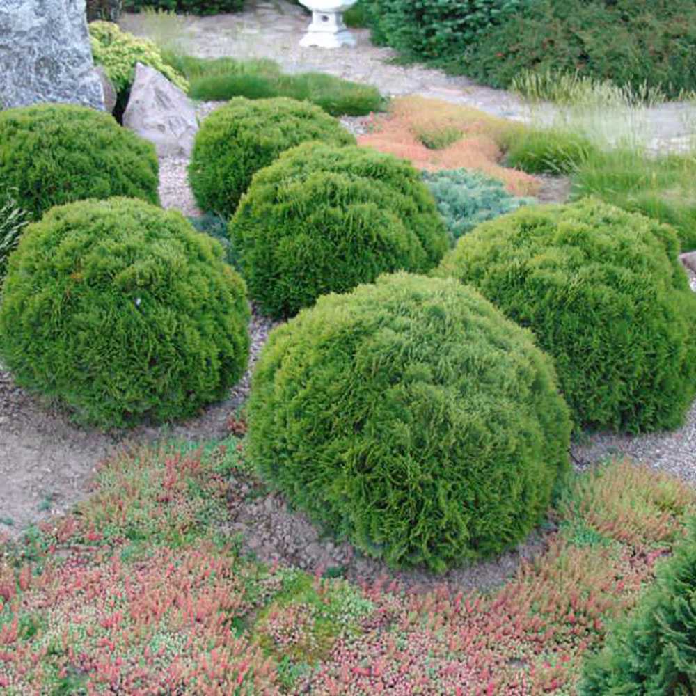 Tuia verde Danica, globular
