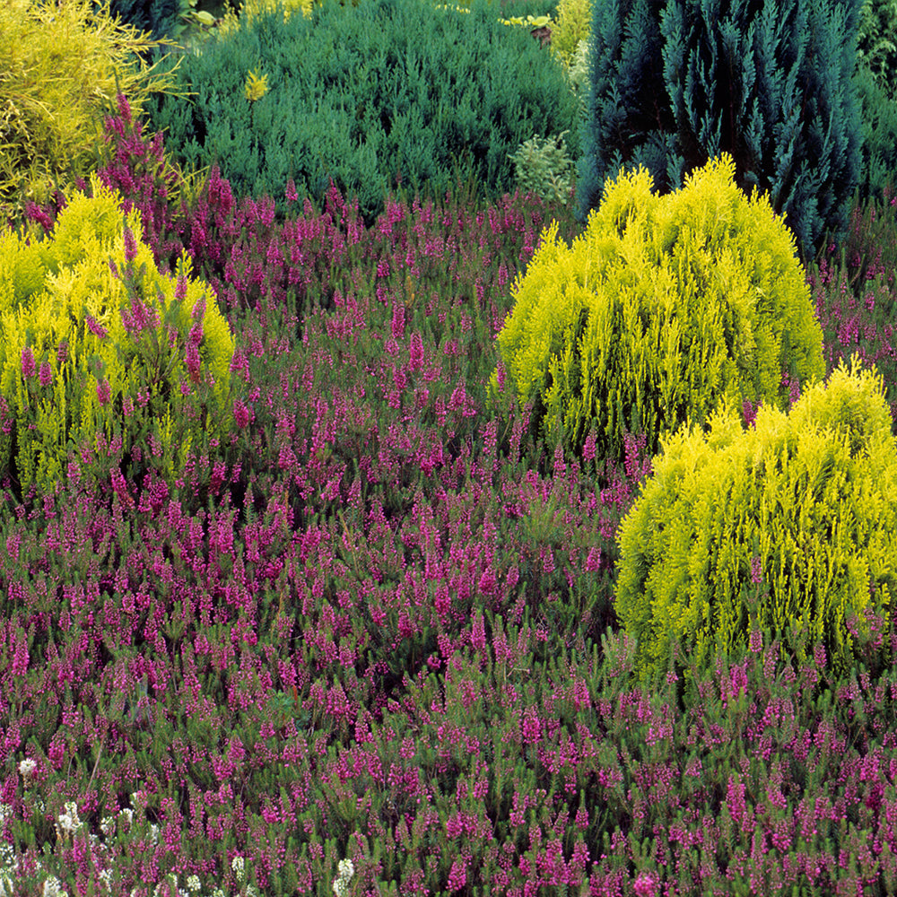 Tuia pitica auriu Aurea Nana (Arborele Vietii)