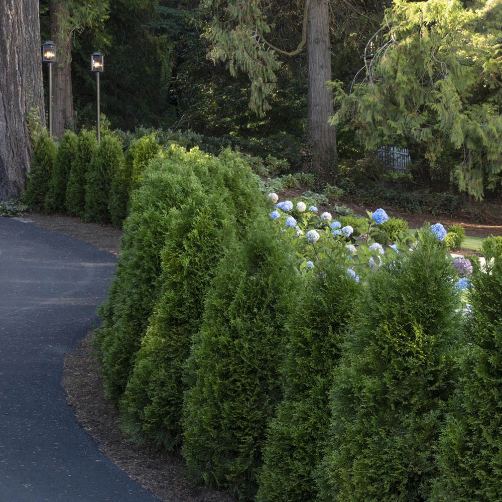 Tuia Occidentalis Smarald, gard viu vesnic verde