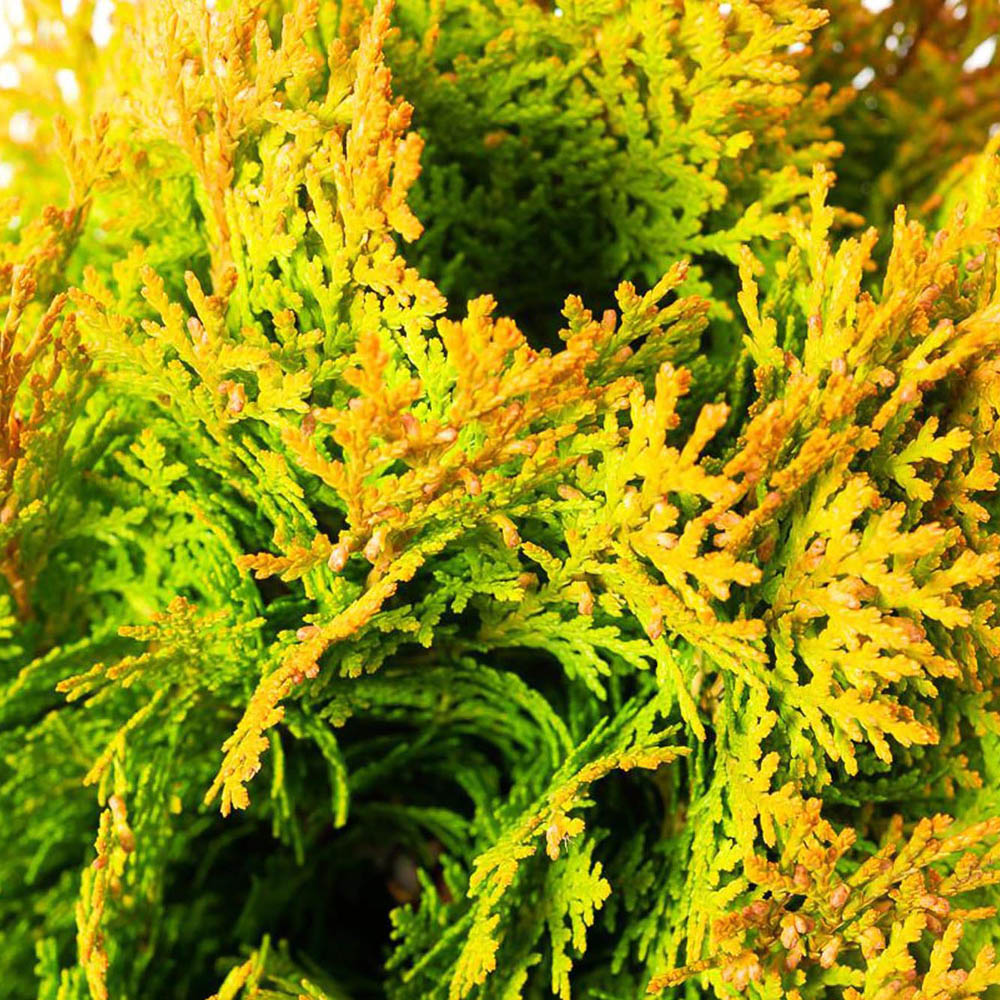 Tuia pitica auriu Aurea Nana (Arborele Vietii)