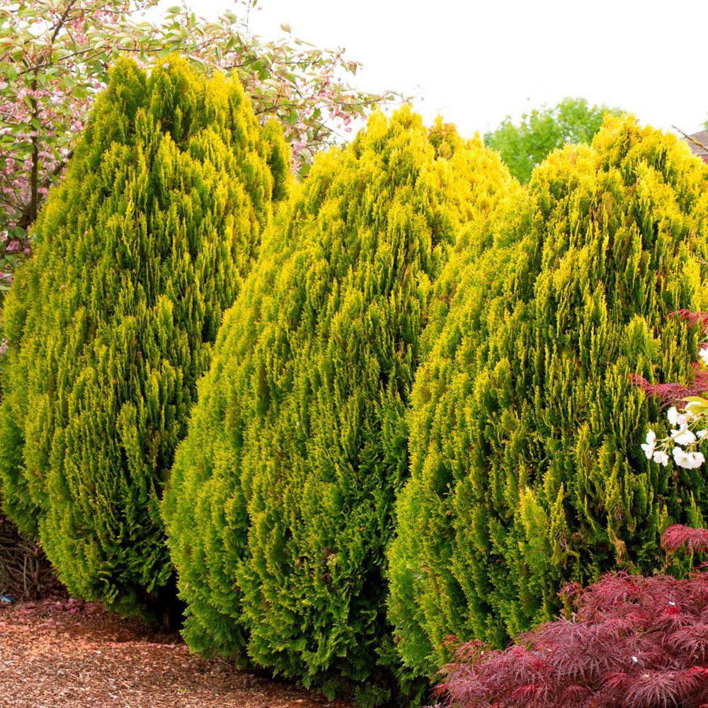 Tuia pitica auriu Aurea Nana (Arborele Vietii)