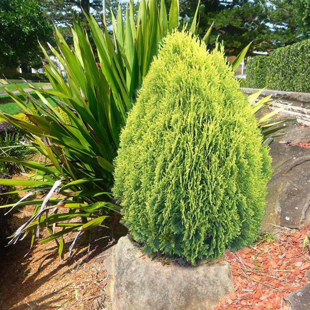 Tuia pitica auriu Aurea Nana (Arborele Vietii)