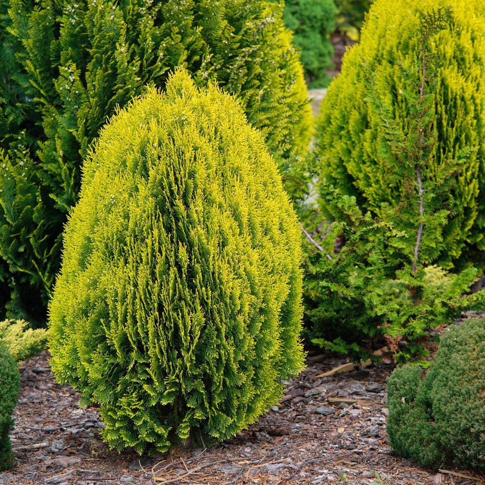 Tuia pitica auriu Aurea Nana (Arborele Vietii)