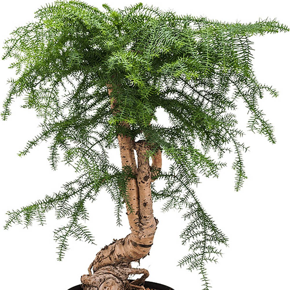 Araucaria Cunninghamii - 70 cm