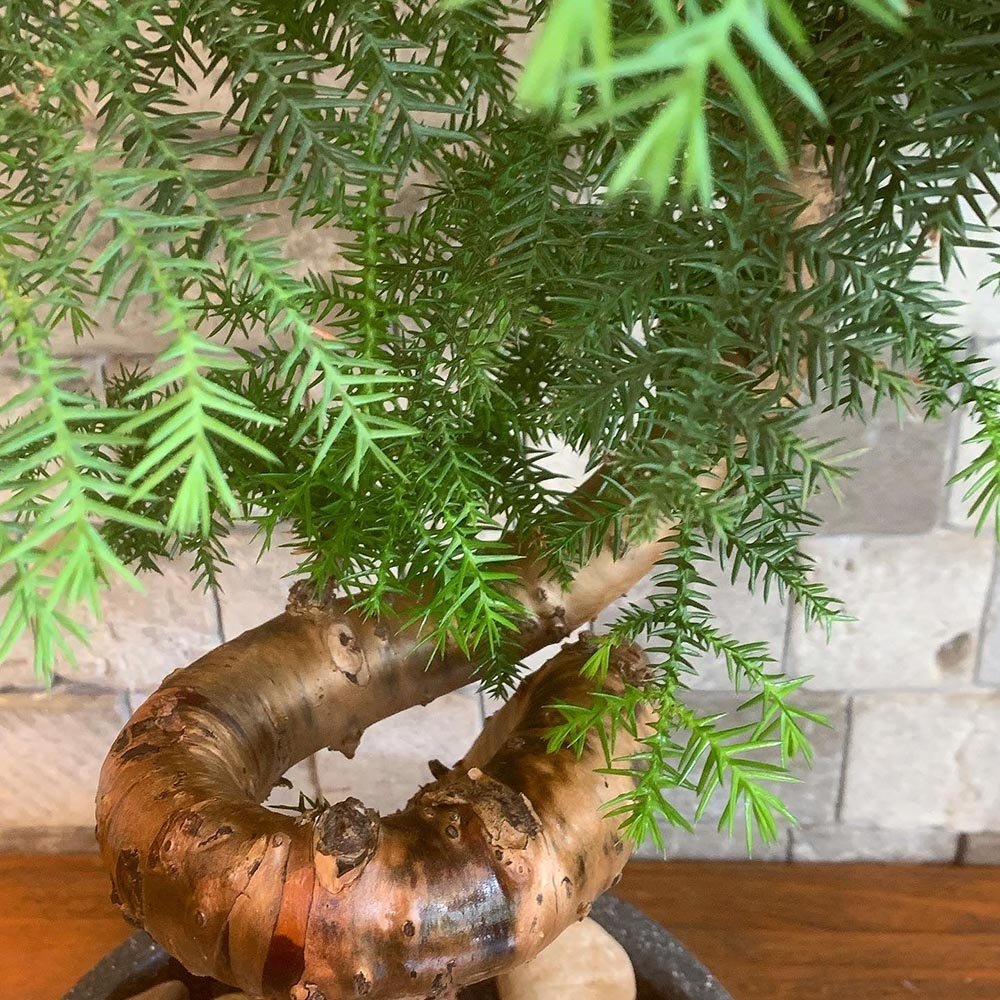 Araucaria Cunninghamii - 70 cm