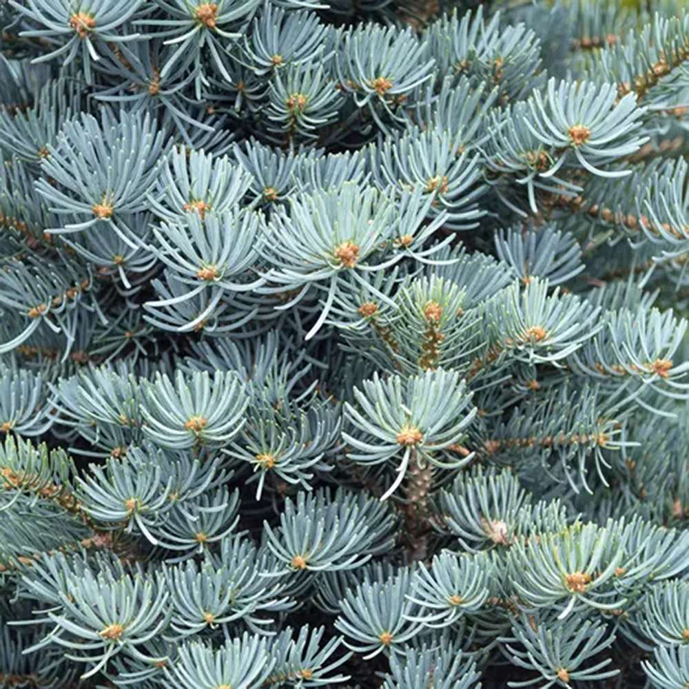 Brad Alb (Abies Concolor Blue Cloak)