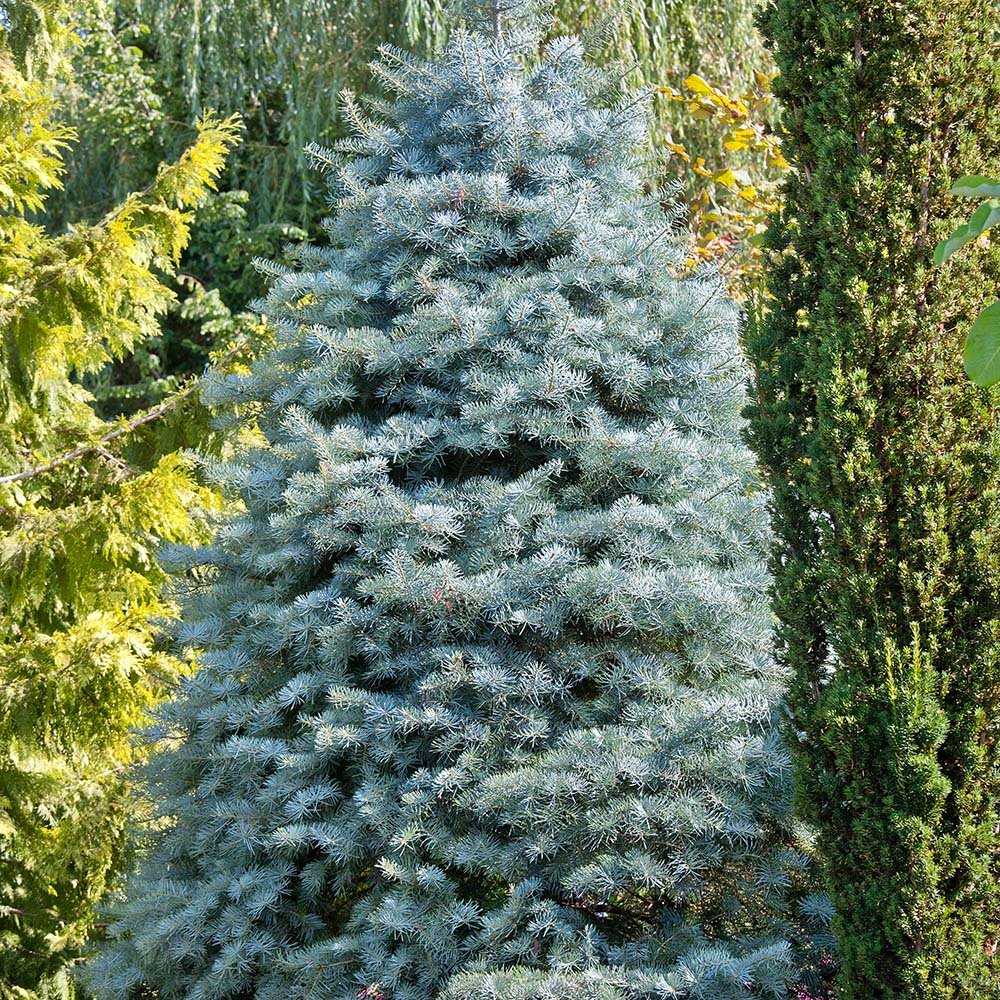 Brad Alb (Abies Concolor Blue Cloak)