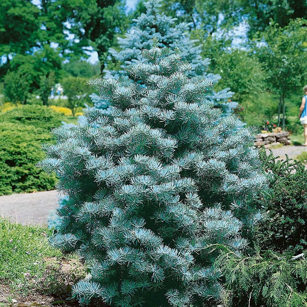 Brad Alb (Abies Concolor Blue Cloak)