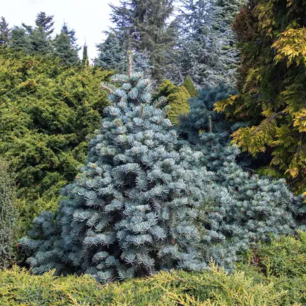 Brad Alb (Abies Concolor Blue Cloak)