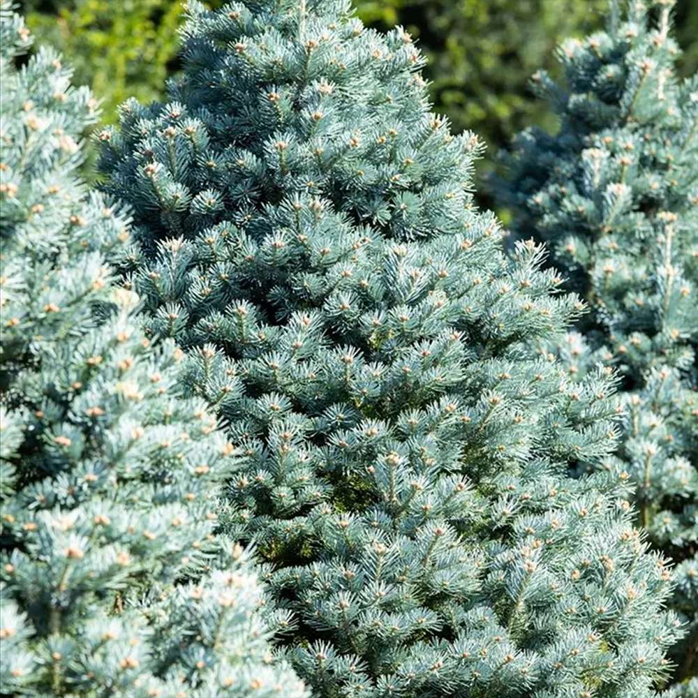 Brad Alb (Abies Concolor Blue Cloak)