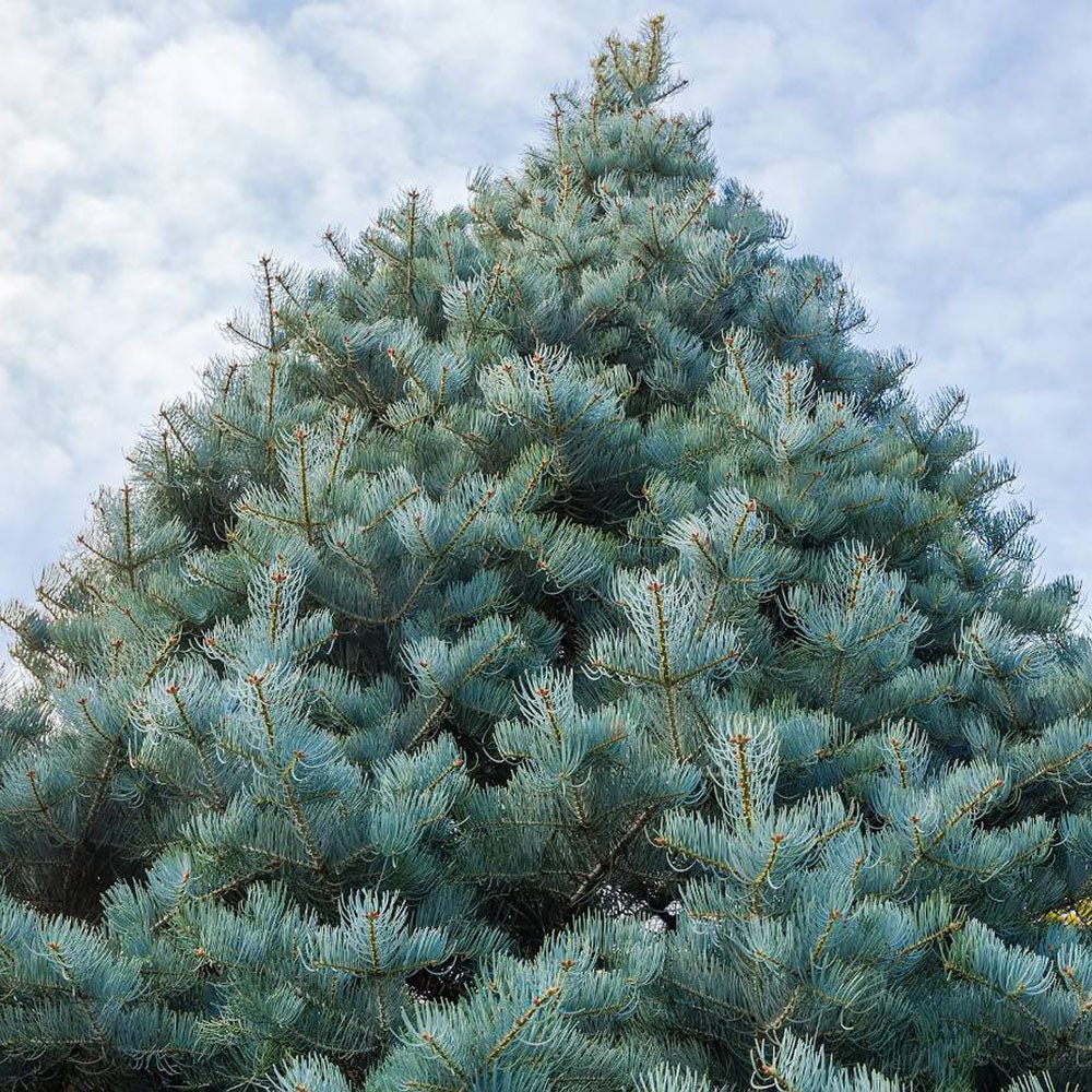 Brad Alb (Abies Concolor Blue Cloak)