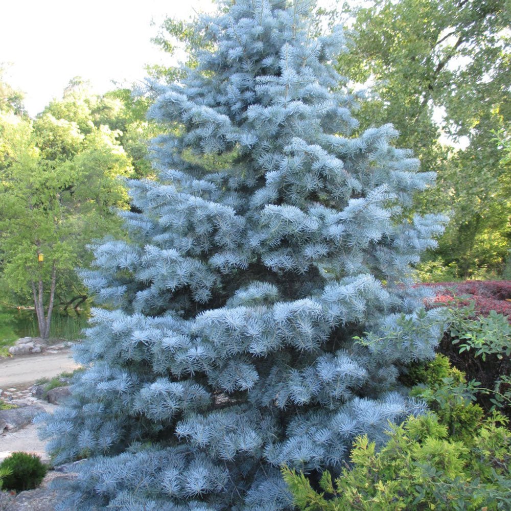 Brad Alb (Abies Concolor Blue Cloak)