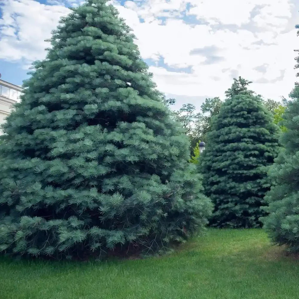 Brad Alb (Abies Concolor Blue Cloak)