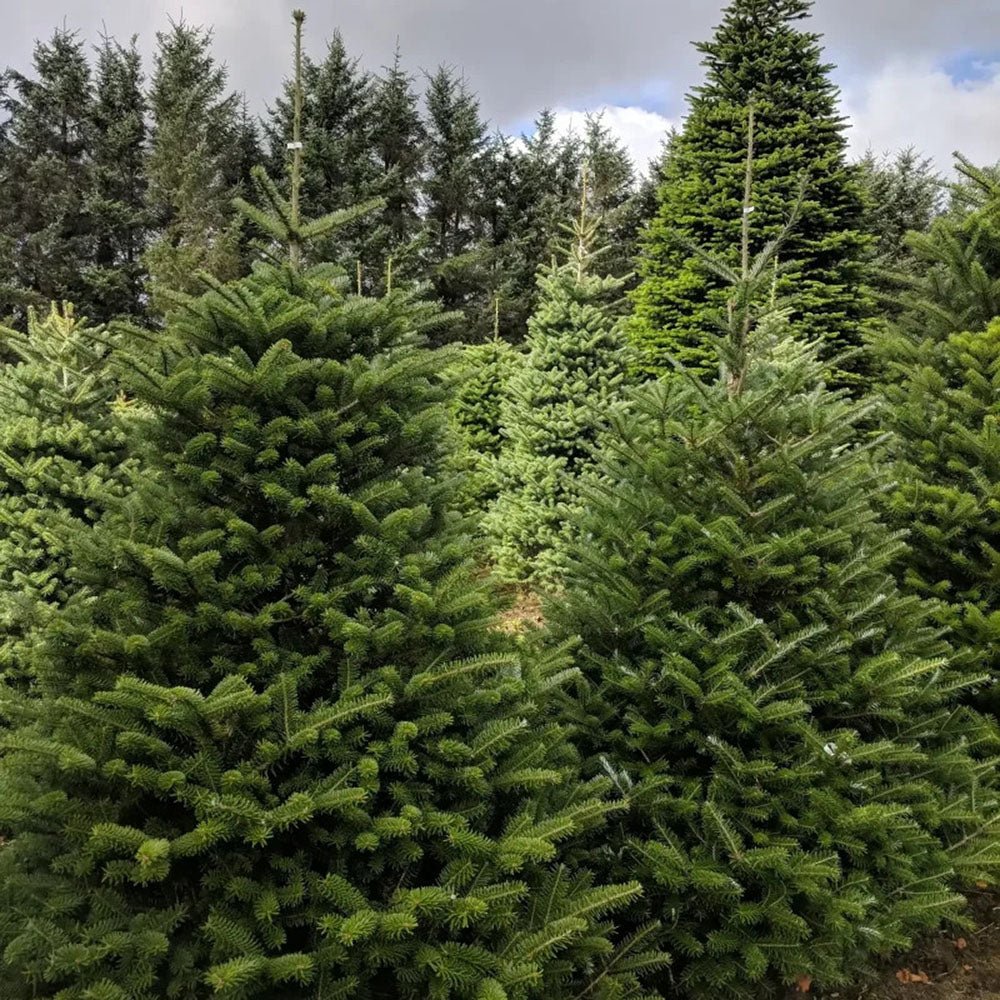 Brad Corean (Abies Koreana), cu conuri purpurii albastre