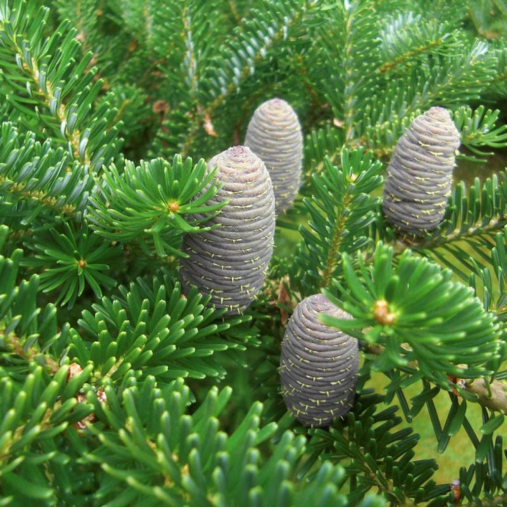 Brad Corean (Abies Koreana), cu conuri purpurii albastre