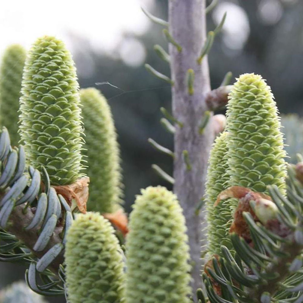 Brad Corean argintiu (Abies) Silberlocke