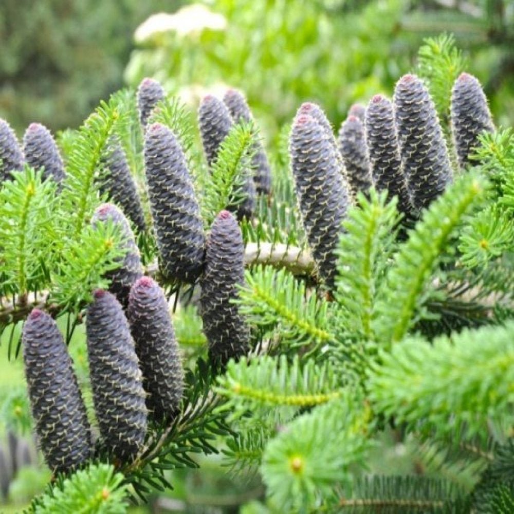 Brad Corean argintiu (Abies) Silberlocke