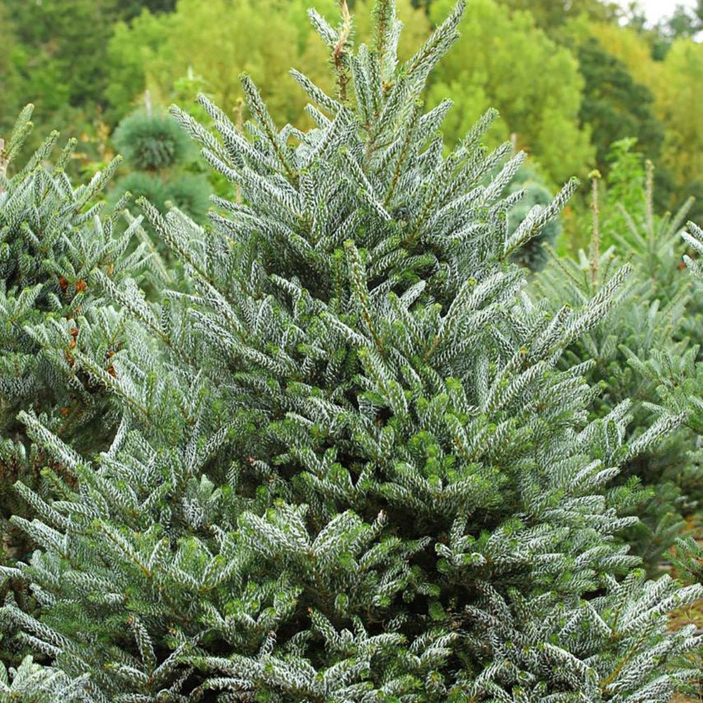 Brad Corean argintiu (Abies) Silberlocke