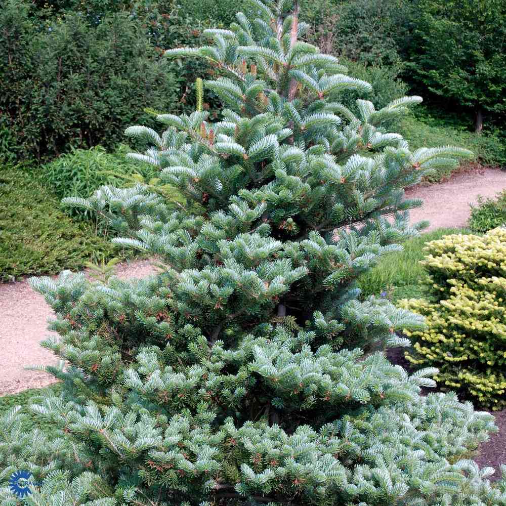 Brad Corean Blue Emperor (Abies)