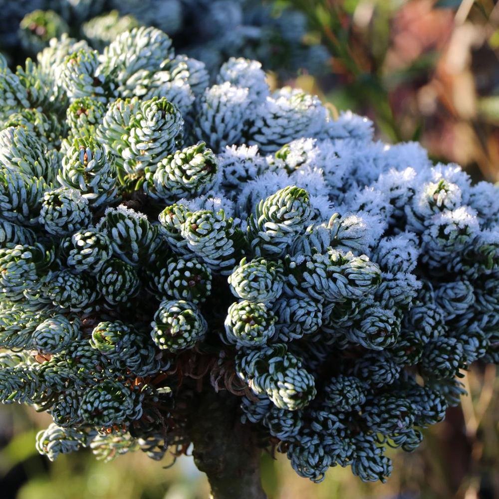 Brad Corean Kohouts Icebreaker (Abies)