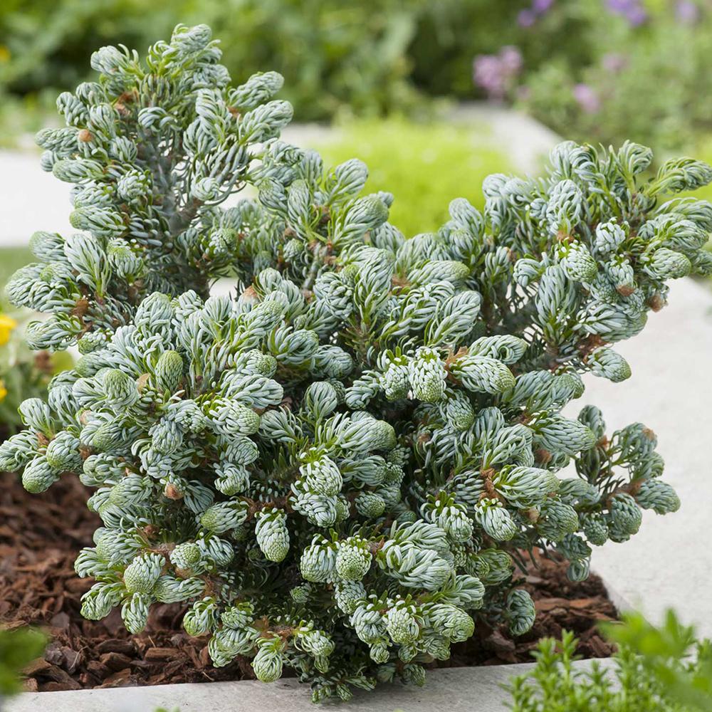 Brad Corean Kohouts Icebreaker (Abies)