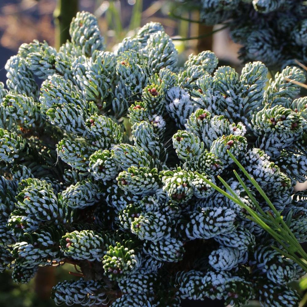 Brad Corean Kohouts Icebreaker (Abies)