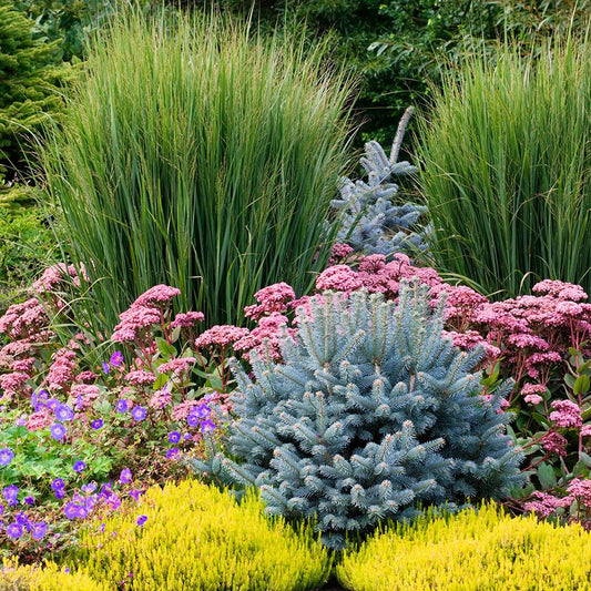 Brad de Arizona Pitic