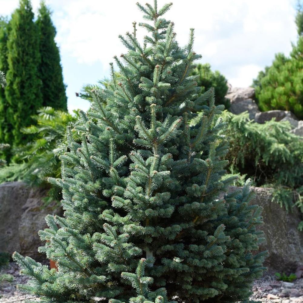 Brad de Arizona Pitic