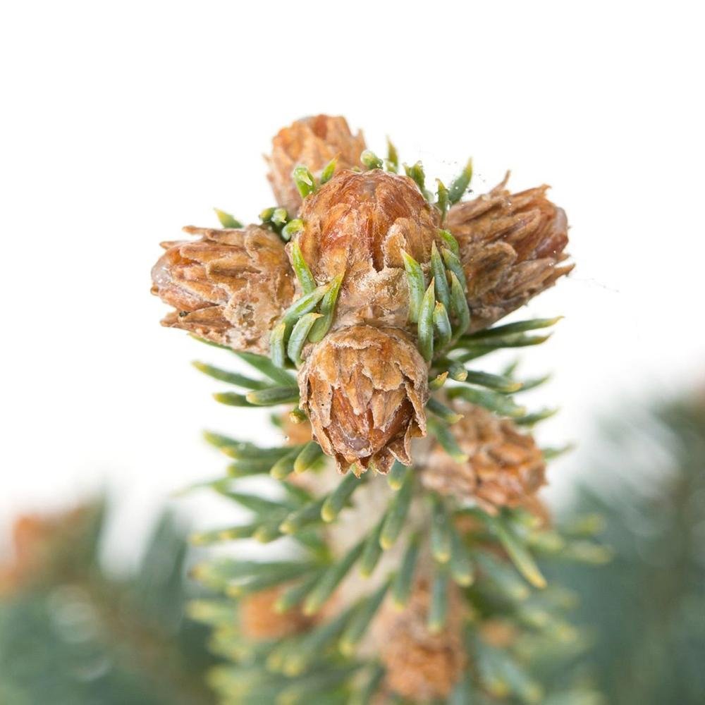 Brad de Arizona Pitic