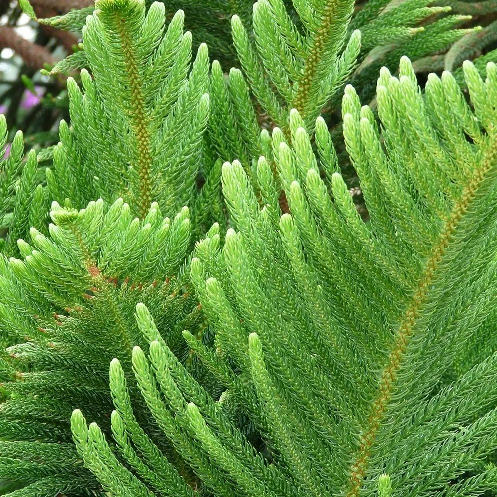Brad de Camera (Araucaria Heterophylla) - 90 cm