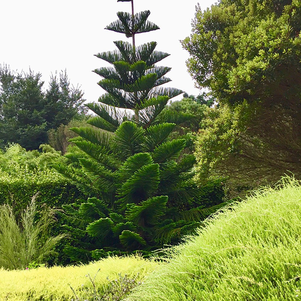 Brad de Camera (Araucaria Heterophylla) - 90 cm