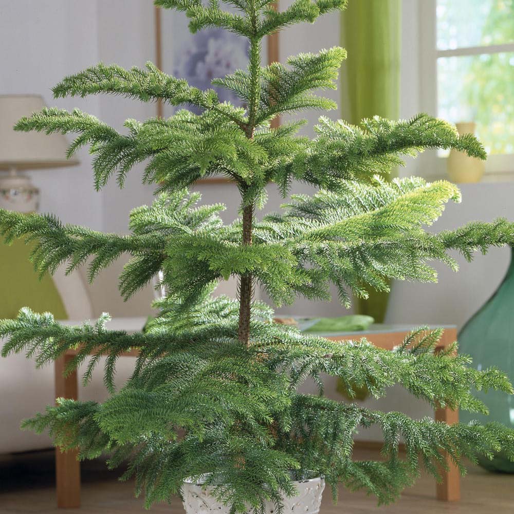 Brad de Camera (Araucaria Heterophylla) - 90 cm