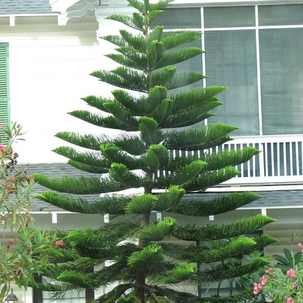 Brad de Camera (Araucaria Heterophylla) - 90 cm